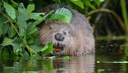 edwardsdna's tweet image. Beavers Are Ecosystem Engineers—and They Might Be Helpful Allies in the Fight Against Human-Caused Climate Change smithsonianmag.com/smart-news/bea… @SmithsonianMag #Beavers #EcosystemEngineers #ClimateChange #CarbonSinks #Wetlands