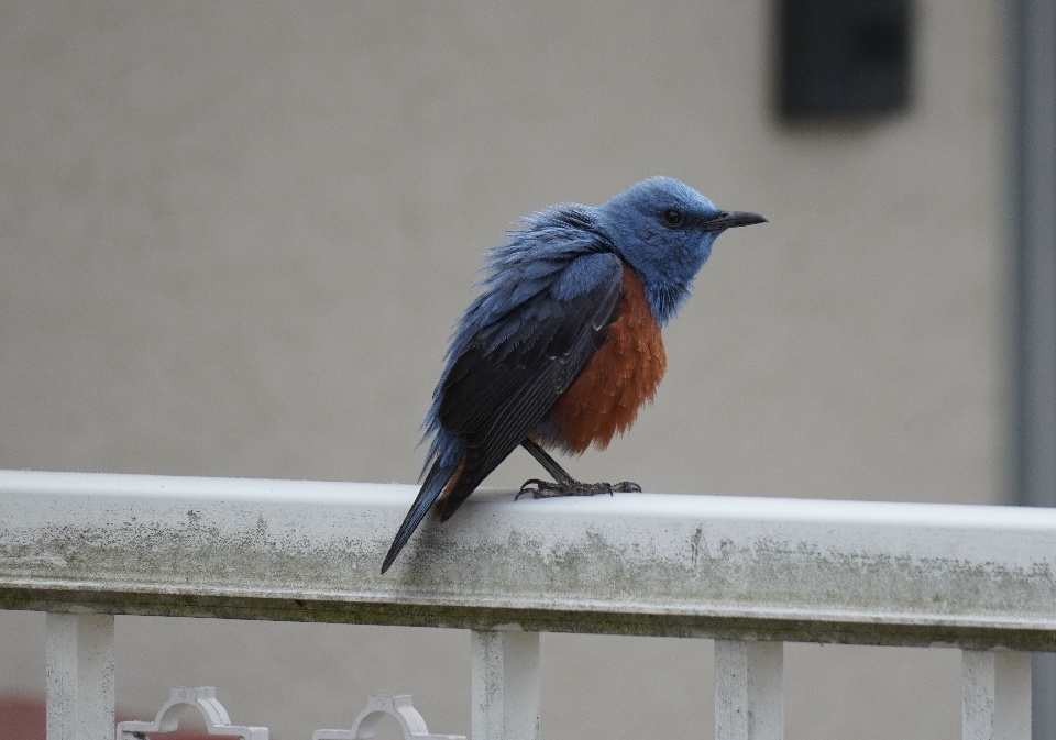 stwest_betamax tweet media