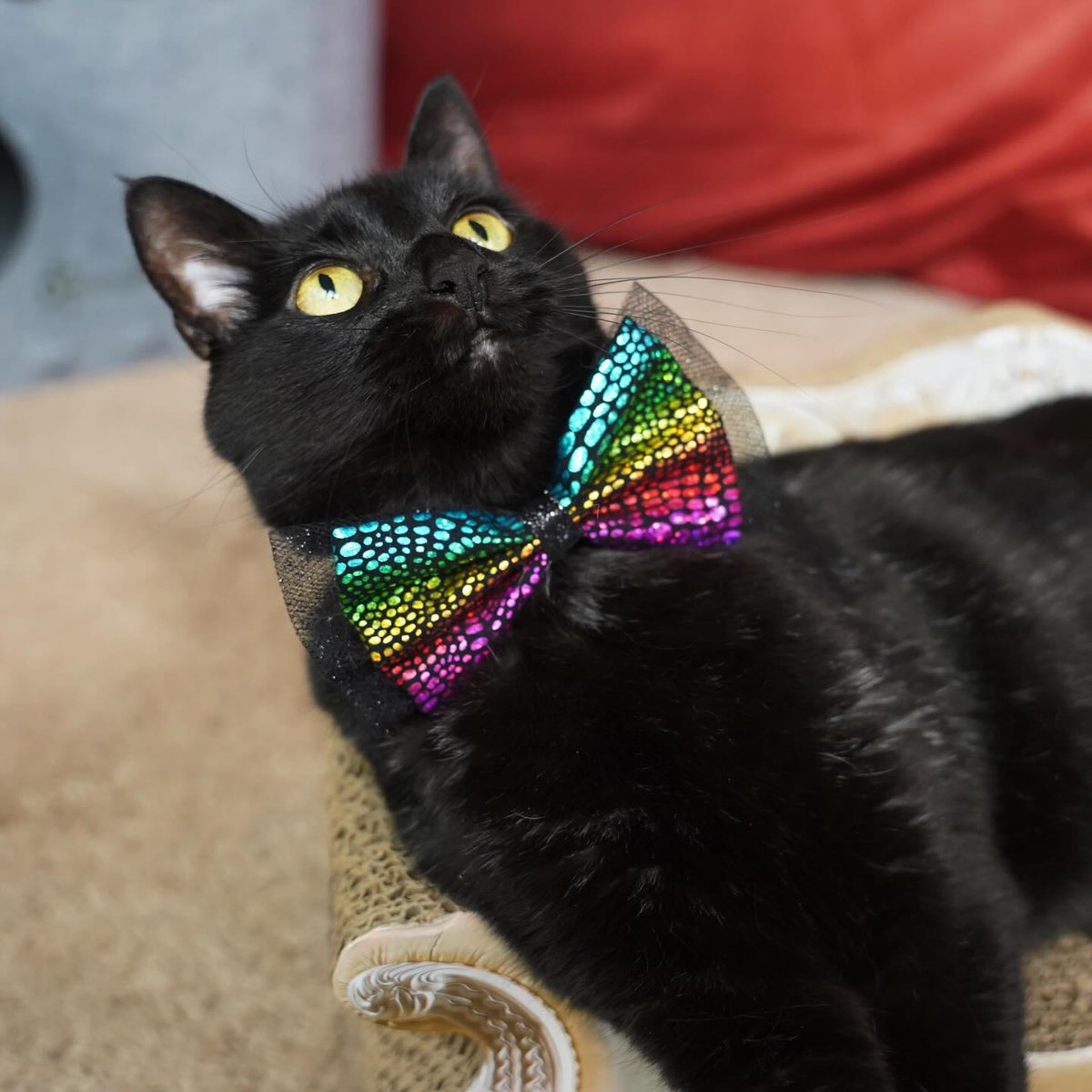 ZolderTheCat's tweet image. Things are looking up -- it's almost the weekend!
#FinallyFriday #BlackCats #RescueCat