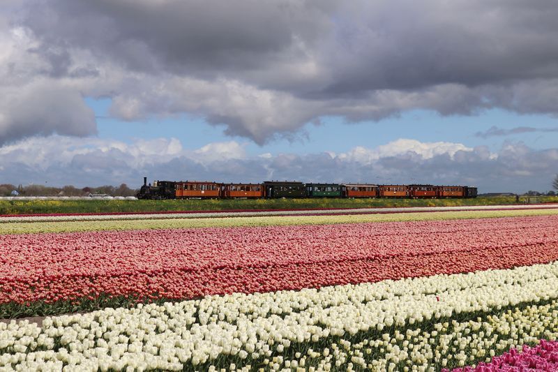 OVnieuwsINFO's tweet photo. In beeld: De Tulpentram tussen Hoorn en Medemblik - https://t.co/1AEgTW9dTa
#Stoomtram #Hoorn #Abberkerk #Medemblik #Tulpentram #SHM #Tulpenvelden #Treinennieuws #OVnieuws #OpenbaarVervoer #Treinleven #UitTip https://t.co/nlrQlPcEqW