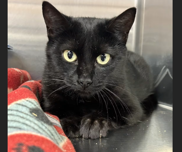 HollywoodDogs's tweet photo. Bailey, a 2-year-old black cat at an overcrowded shelter in #Gautier, #MS, needs a forever home, a foster home, or rescue https://t.co/41hAYVGgfT #URGENT #blackcat #AdoptableCatofDay 🐈⬛ https://t.co/efhBjCAqss