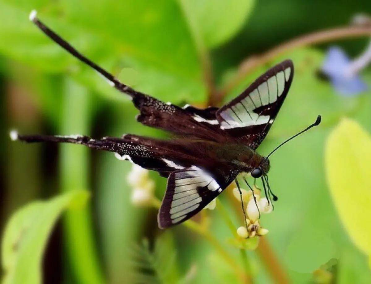 Marissa Bailey tweet media