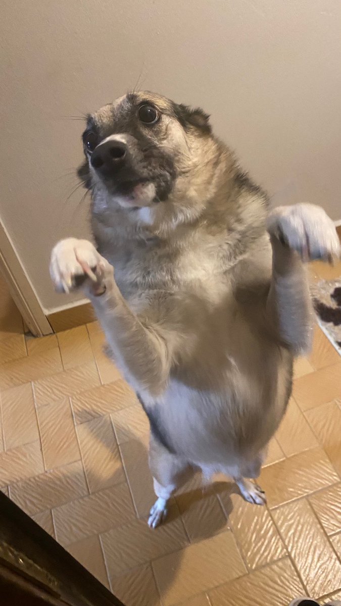 Sir Enes Ferguson tweet media