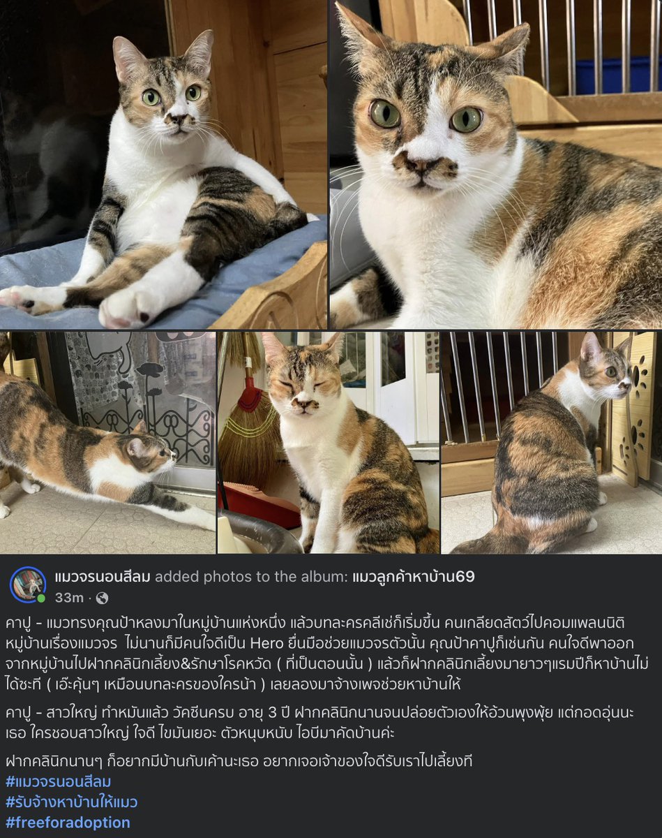 [ฝากรีค่ะ] น้องแมวหาบ้านค่าาา สามสีสลิดน่ารัก
ขอให้น้องได้บ้าน ได้เจอคนใจดีนะ

facebook.com/share/p/1DxPD9…