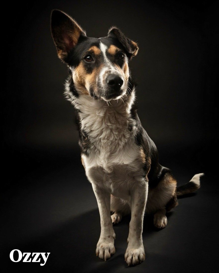 Diego Canales tweet media