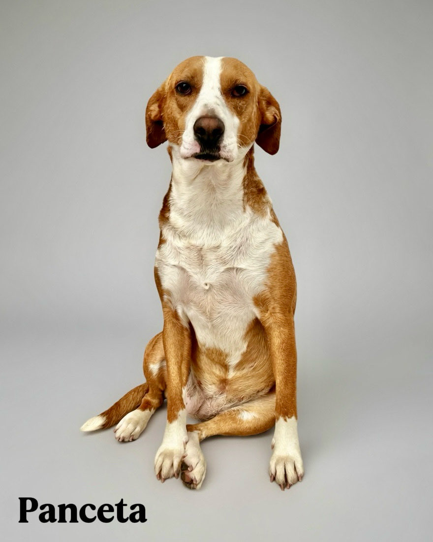 Diego Canales tweet media