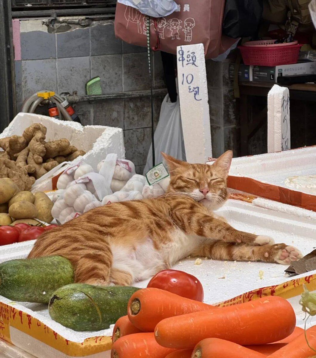 kian von lopez tweet media