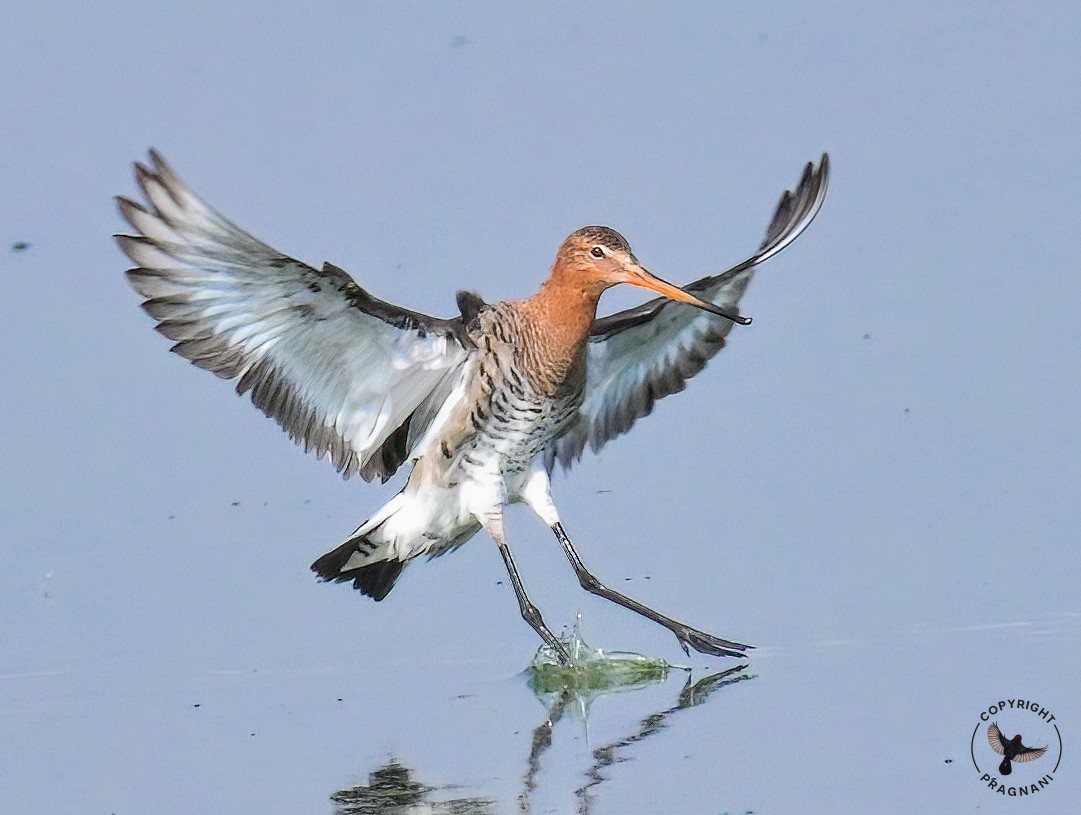 pragnani's tweet image. Black-tailed Godwit

Kistareddypeta Lake 

April 2026

#IndiAves
#Hyderabad