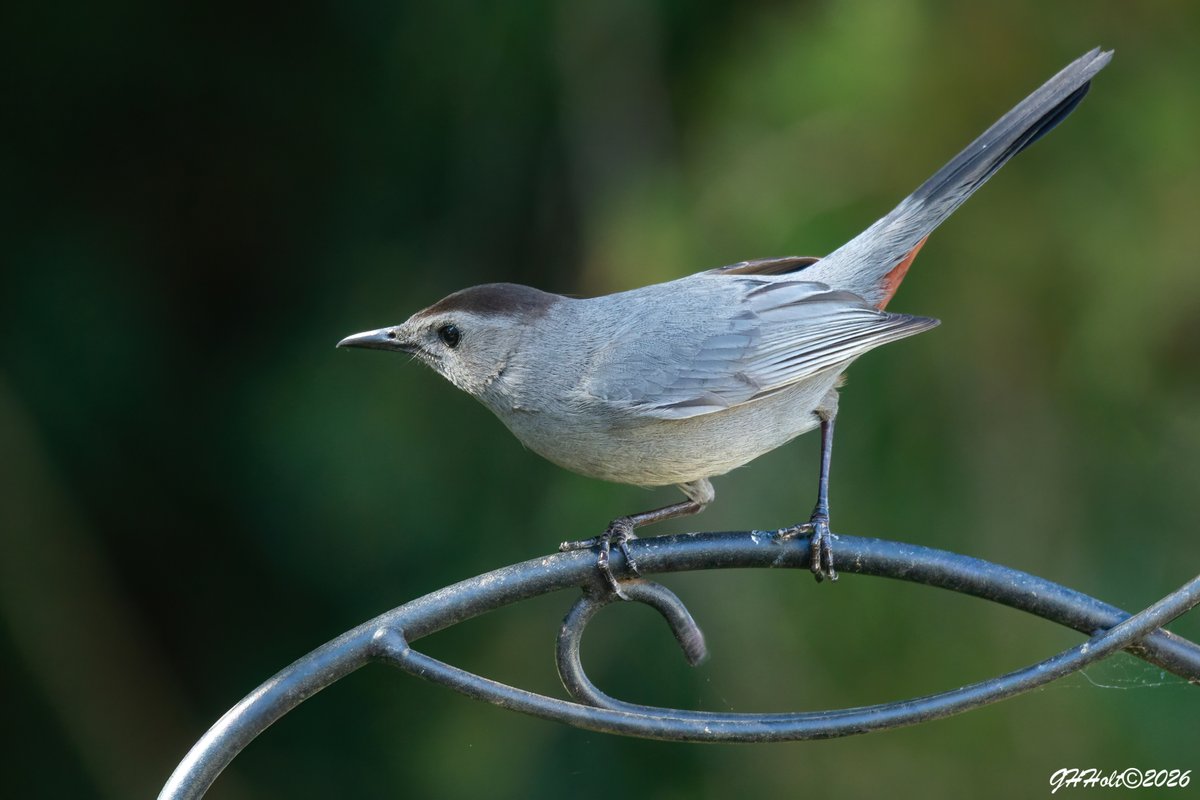 ghholt's tweet photo. A Gray Catbird in the late afternoon sunlight.
#graycatbird 
#TwitterNatureCommunity https://t.co/zF526z6rQJ