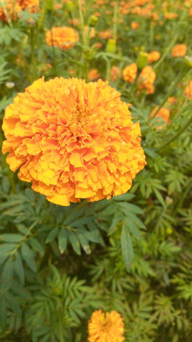 banup_0803's tweet photo. 💚🧡💚
#BPClicks https://t.co/gvguFqHl46