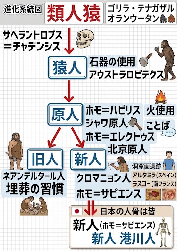 himikoemperor's tweet image. 今の教科書では最新の学説が載っております。これにラミダス猿人を加えれば完璧ではないでしょうか？？
#大学受験 #私立文系大学受験 #MARCH #関関同立 #日本史探究 #世界史探究 #人類の進化