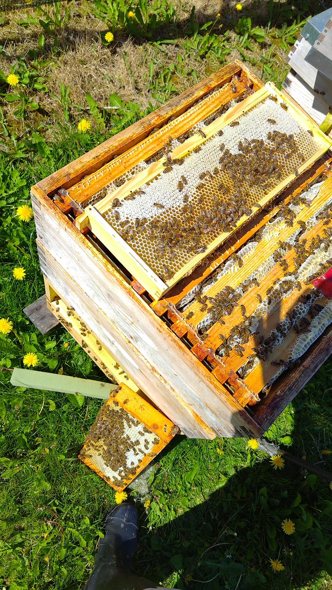 Paul Horton (Apidae Honey) tweet media