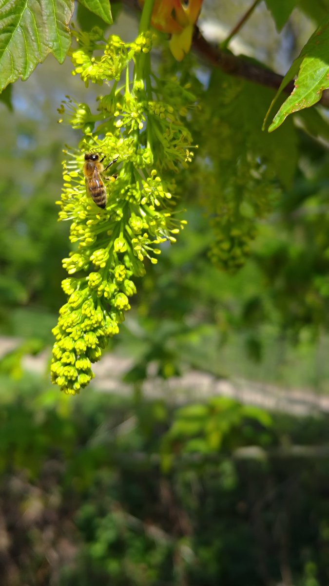 Paul Horton (Apidae Honey) tweet media