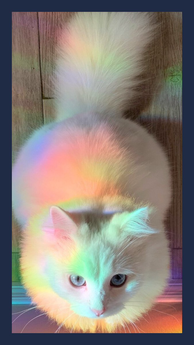 AlfieDidNothing's tweet image. ACTIVE SURVEILLANCE FOOTAGE: He’s thinking about something…  Thoughts?

#cutecat #whitecat #fluffycat #ragdoll #catmeme #rainbowcat