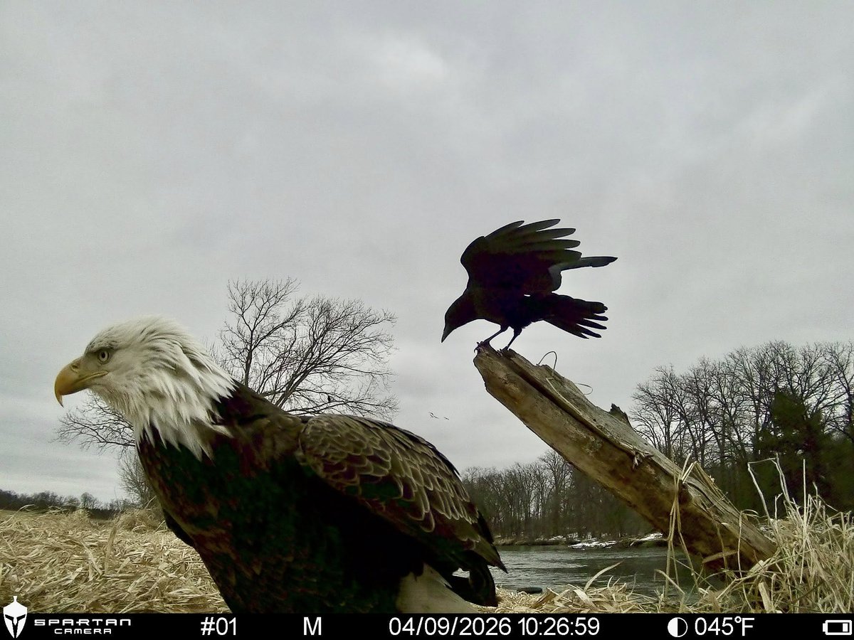 trailcam tweet media