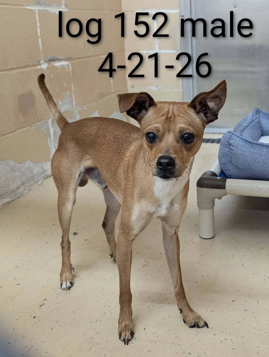 Intact male brown/white Chihuahua mix
Found on Elmwood Ave (no cross streets provided)on 4-21-26
Safe at Providence Animal Control
Please call 401-243-6040
buff.ly/POdrIdU 
#PVD #RI #Rhodeisland #Providence #Oceanstate