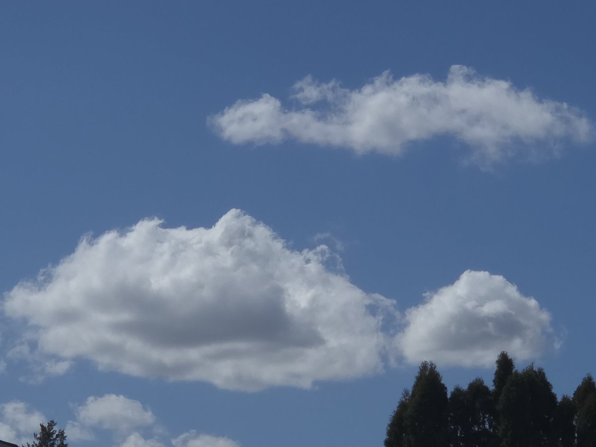 ThePrehistoricGardener(He/Them)🌿🦖🩷💛💙🤍🩶🖤💜 tweet media