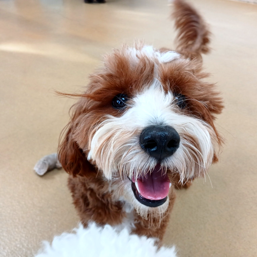PetSuitesOC's tweet image. Hurley really wants a photo...as he should!

petsuites.com/tots/

#doggiedaycare #dogdaycare #daycare #dogs #teddy