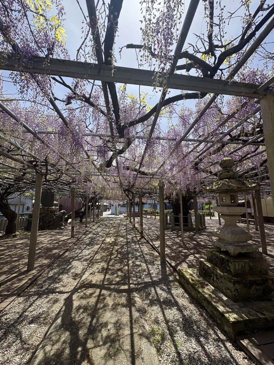 miocreation's tweet photo. 宍粟(しそう)の千年藤は
今年も綺麗ですよ✨

今日から5/5まで大歳神社の周辺で
藤まつりが開催されます☺️

夜間のライトアップや
スタンプラリーなどを楽しめますので
GWはぜひ兵庫県の宍粟市へ🎵

#藤 #千年藤 #兵庫県 #兵庫
#宍粟市 #宍粟 #藤まつり https://t.co/kYnrVjLSZm