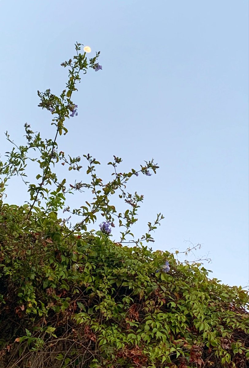 🧜🏻‍♀️🐚🫧💀🏴‍☠️ tweet media