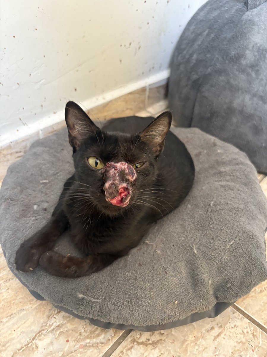 motomami tweet media