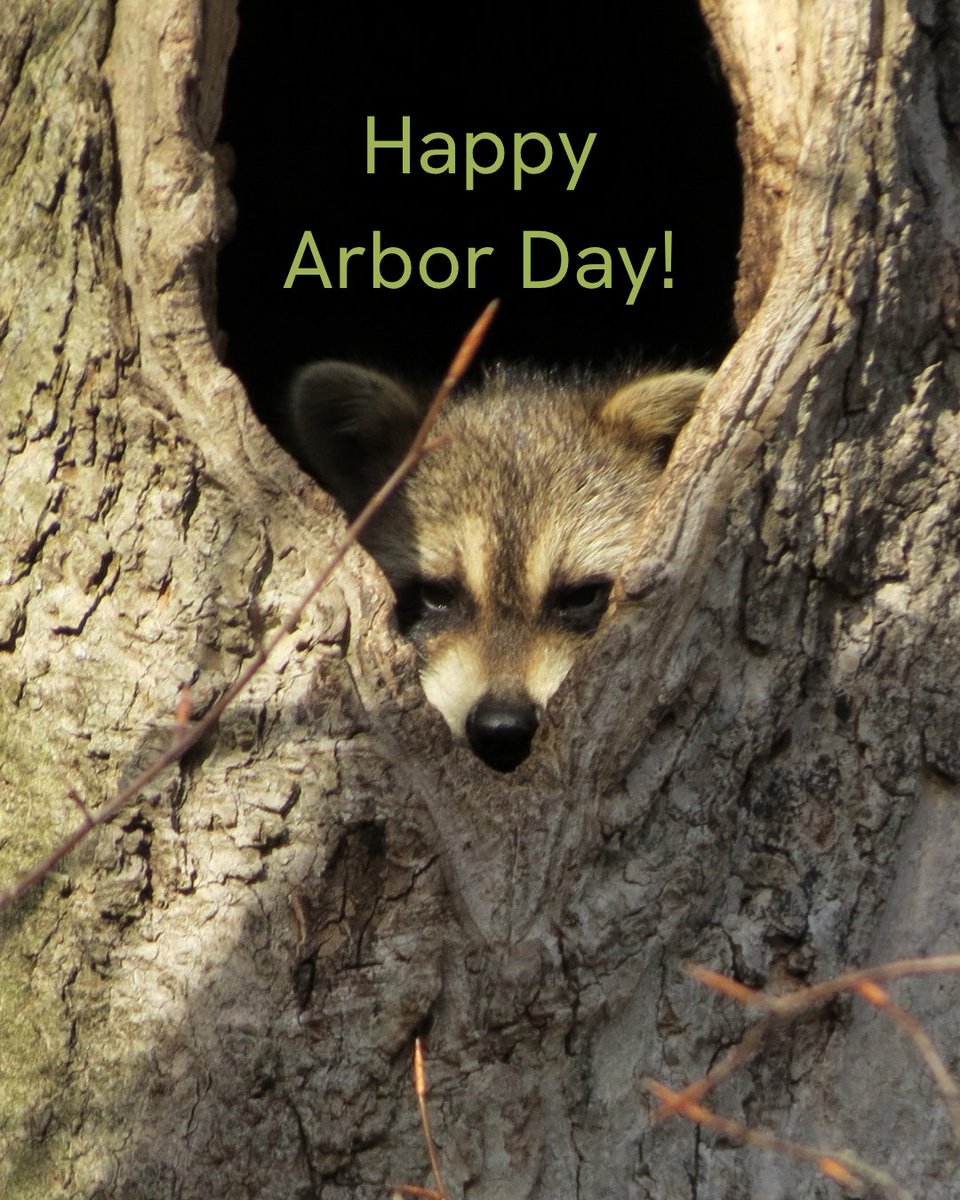 wildlifeaction's tweet image. It's #ArborDay! 🌳🌲
Native trees and forests are so important for wildlife in our country. Recently, the Administration announced a major reorganization of the U.S. Forest Service- critical for wildfire management, enhancing biodiversity, and improving water quality.