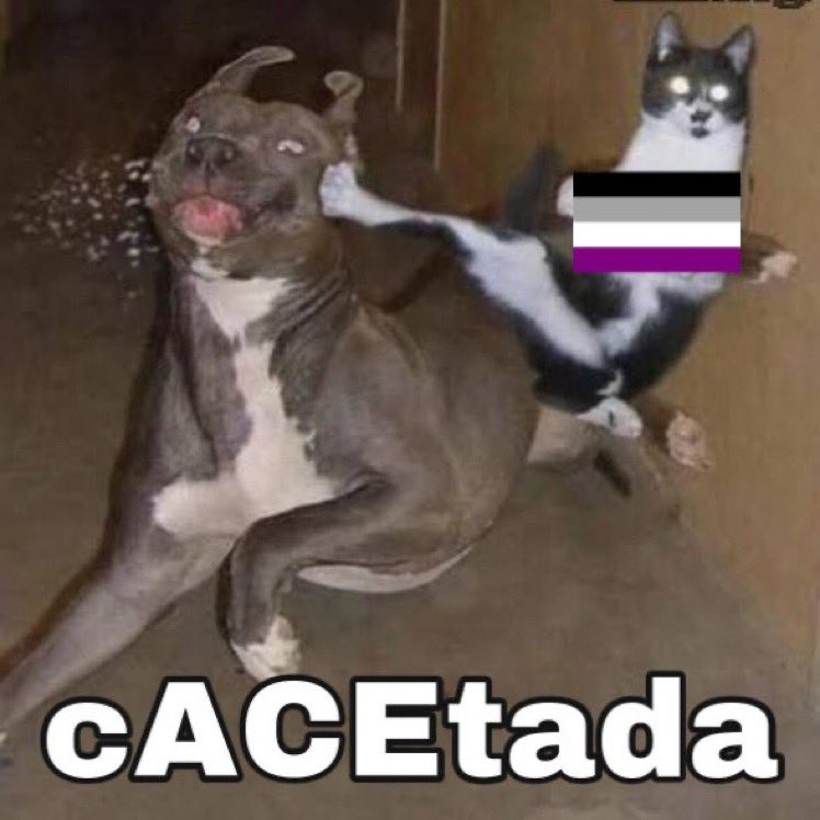 Lucille🎈 advogata e embaixadora assexual do país tweet media