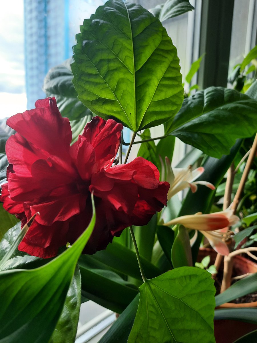 mamika0303's tweet photo. Buenos días  queridisimo ARTISTA @RAPHAELartista Hoy te envio mi saludo colorido🌺Y es mi flor que floreció hoy mismo, como señal de mi infinita admiración por ti y con mis deseos de buena suerte🍀✌️ Y también mis🤩👏👏🙌🙌🫶🫶😍 a tu Gran Noche en #AuditorioTelmex Te ❤️❤️❤️❤️❤️ https://t.co/tuVSLVr0xA