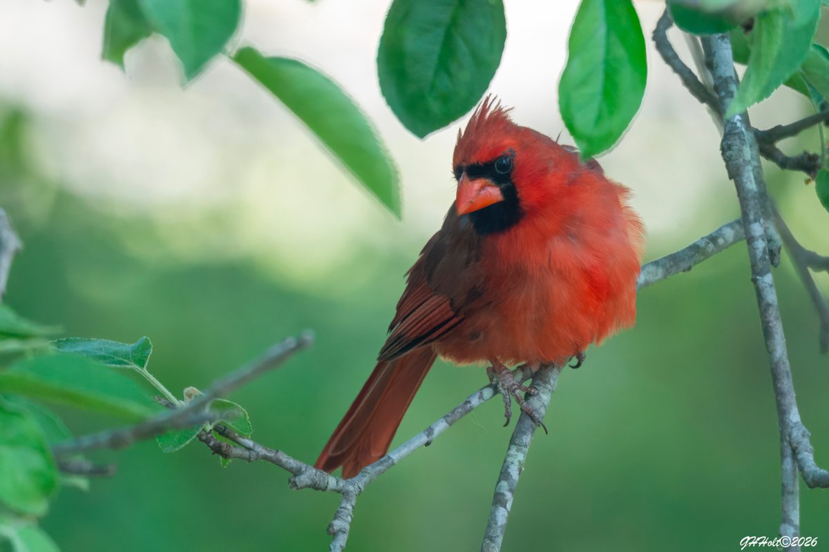 ghholt's tweet image. A northern Cardinal in an apple tree in the late afternoon light.
#northerncardinal 
#TwitterNatureCommunity