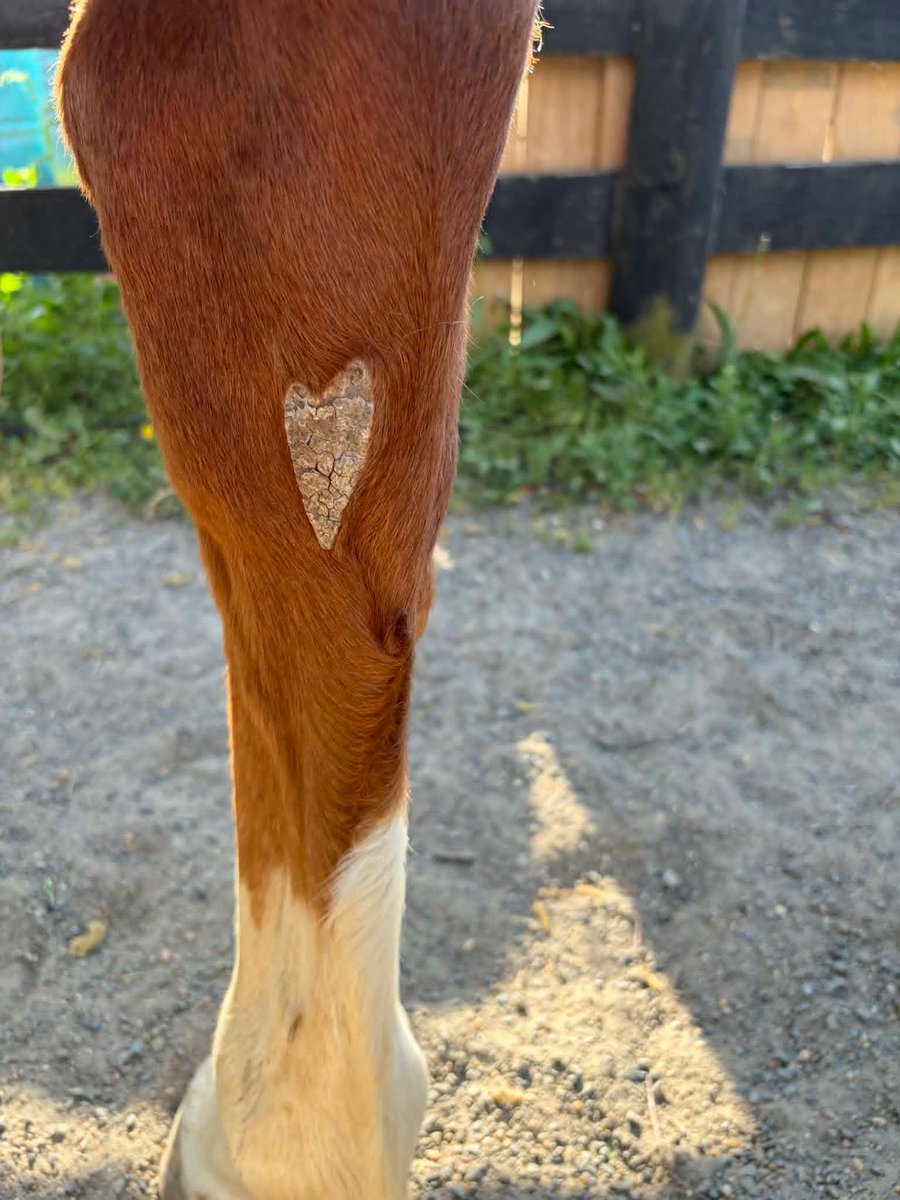 SilverEagleVA's tweet image. Aww, even the horses are showing their love!  We love you, too, Ford!

#FridayFeelings #FriYAY #VirginiaIsForLovers #HorseLove #HorseLife #BarnLife #LessonPony #SilverEagleStable #SES