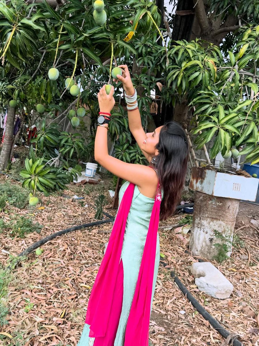 archna381's tweet image. कच्ची केरीया तोड़ने और खाने का मजा ही कुछ अलग है 
🥭👑

#mangofarm #ᴠɪʀᴀʟᴘᴏsᴛ #explorepage #instagram #pic