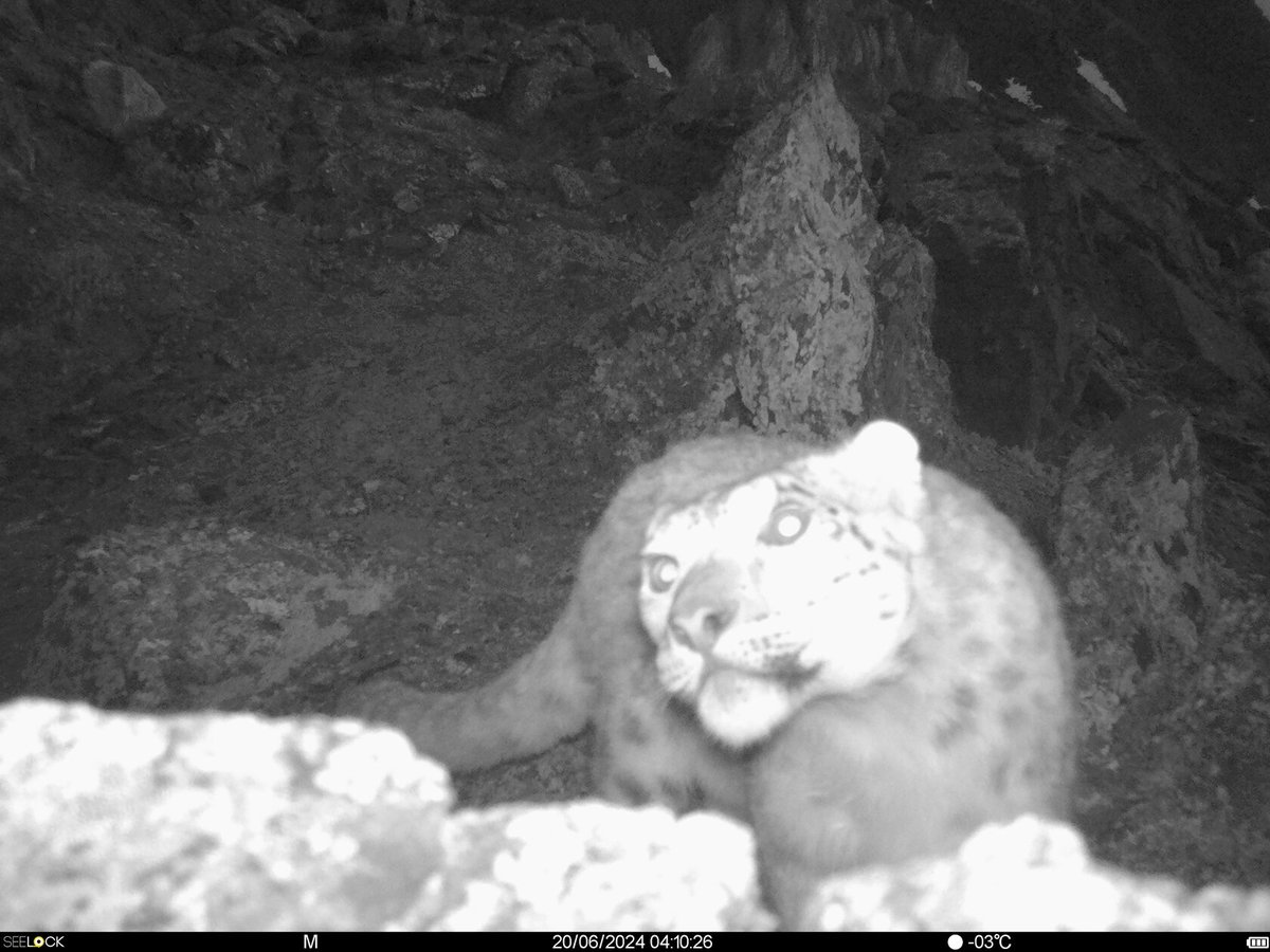 trailcam tweet media