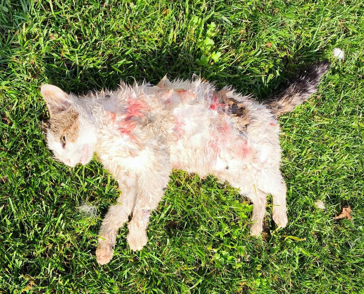 Güvenli Sokaklar tweet media