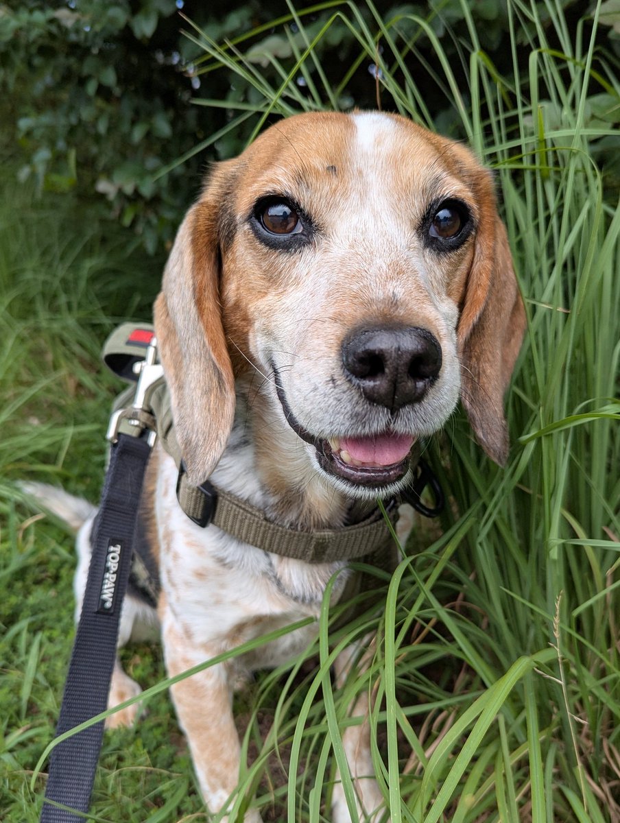 Mom almost forgot to post about Yeti's gotcha day! 🎉 3 years ago we adopted this handsome officer from the #Beagle Brigade detector dogs! 

♥️ Yeti, thank you for choosing us!🐕

♥️ Thank you for making our family whole.

We 💕 you buddy! 
#Beagles Jet Jets ✈️ 
#OfficerHandsome