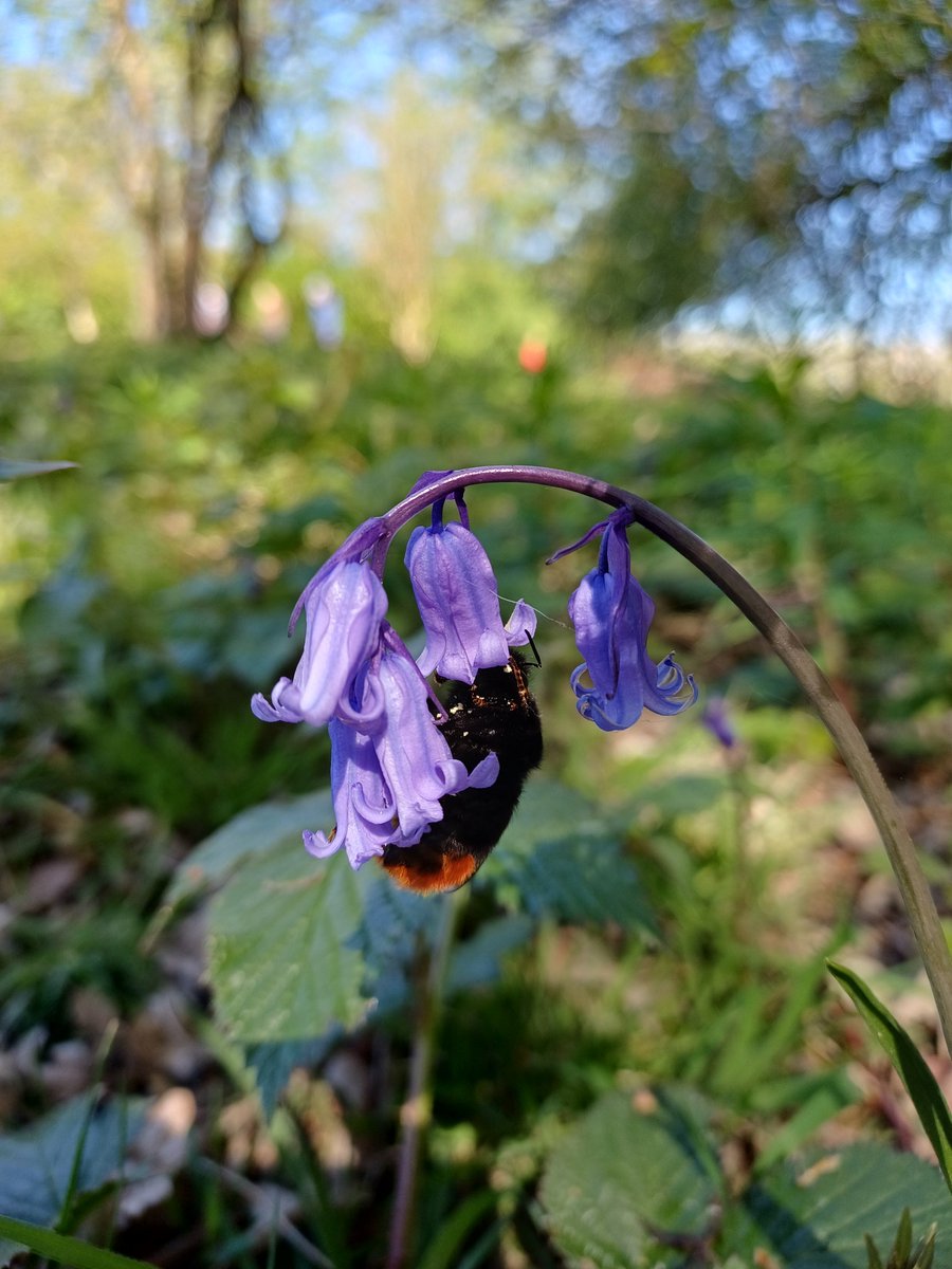 DavidKentNature's tweet image. Another good day for butterflies - first Small Heath and Green Hairstreak's for me this year. Green Carpet moth and surprisingly a Hummingbird Hawkmoth (likely an overwintered one). Quite a few Red-tail queens about.
#butterflies #moths #pollinators