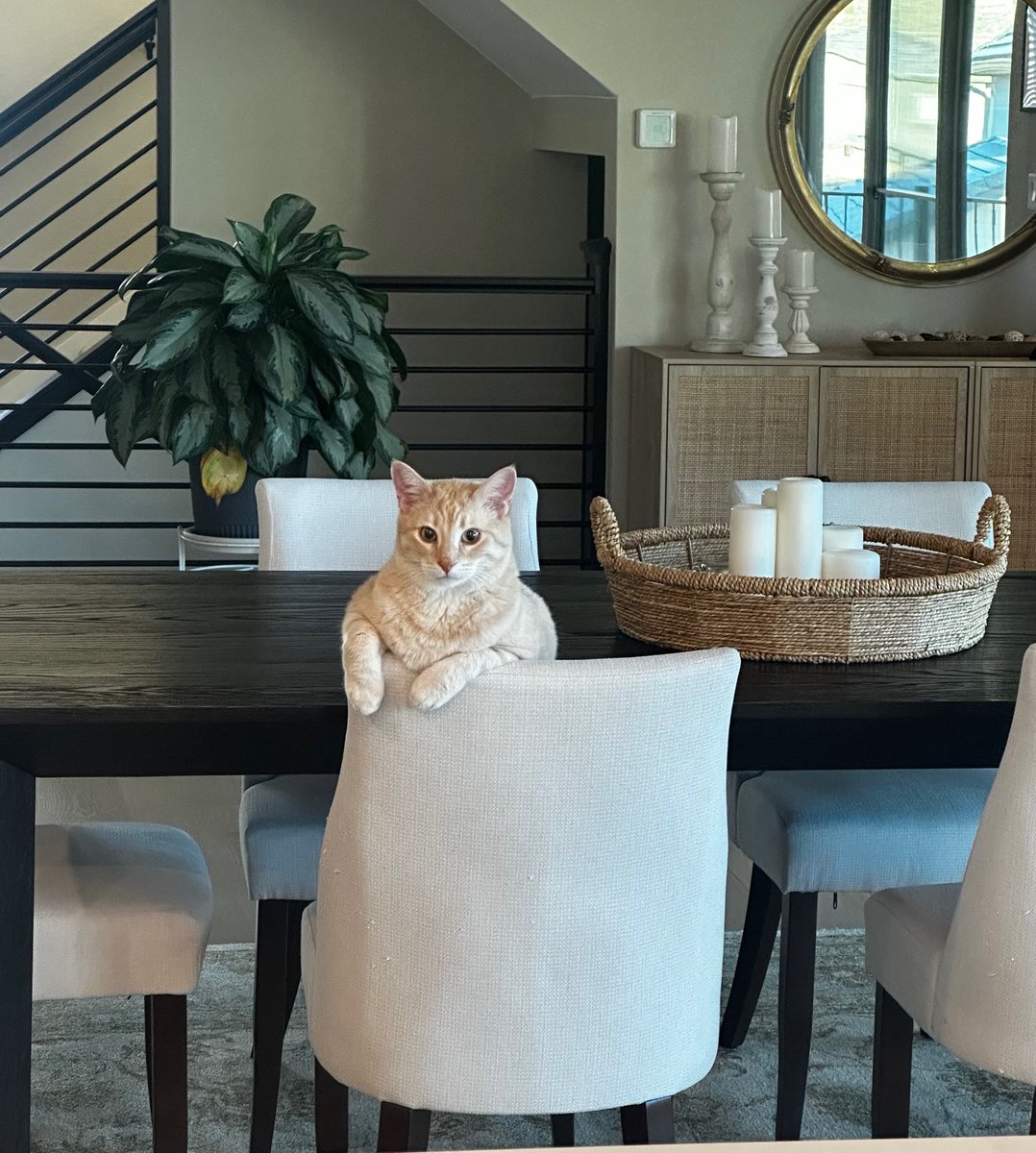 tuttysan's tweet image. park bench reverie 
a ginger cat marks my leg 
what I see owns me

#vss365 Photo: my cat
Published in Tranquility: An Anthology of Haiku, and The Constant: Poems on Holding, Leaving, and Becoming