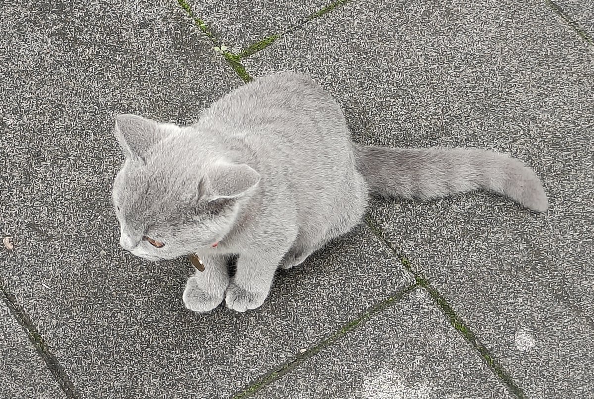 sally brewin tweet media