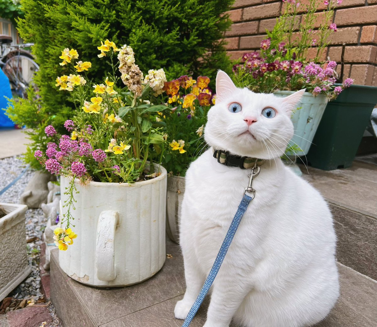 Numkang なむ tweet media