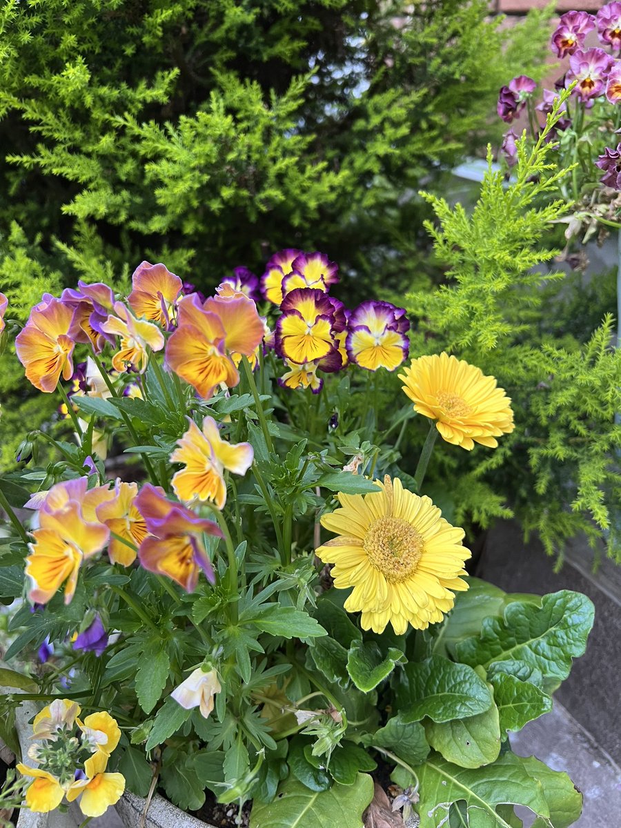 Numkang なむ tweet media