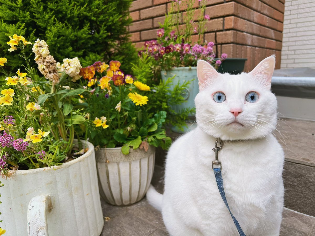 Numkang なむ tweet media