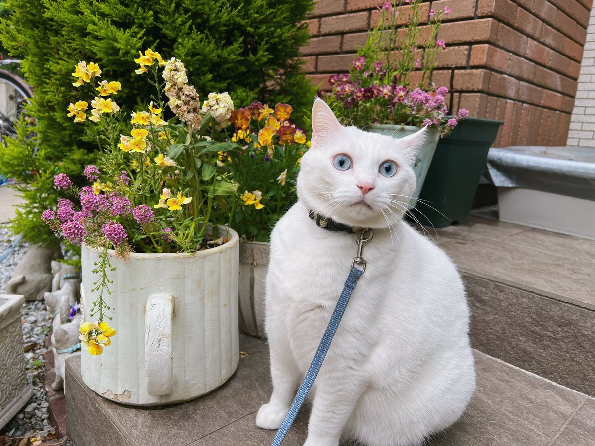 Numkang なむ tweet media