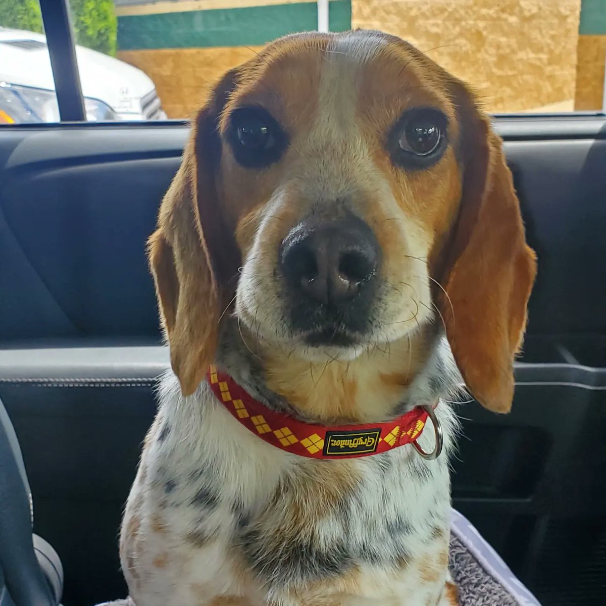 Yeti, Reese & The Beagle Brigade tweet media
