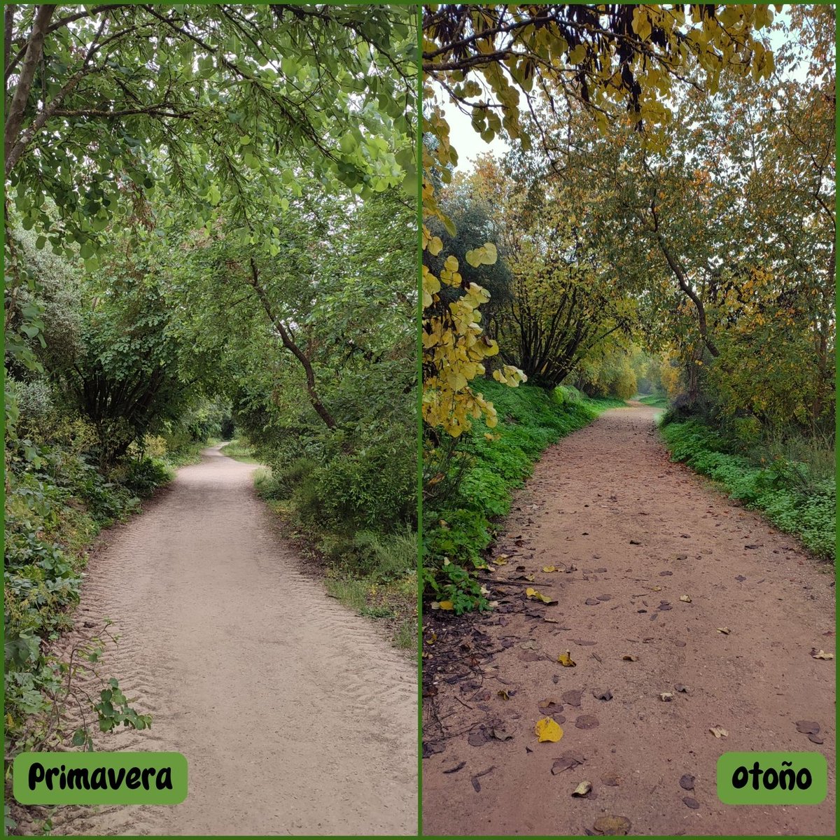turismoguadaira's tweet photo. ☘️🍂 Los contrastes de la Ribera del Guadaíra se muestran con cada estación 💐🍁

🪻🌺 La primavera resalta los aromas y un entorno multicolor donde destaca el verde 🍃🌳

💚 Un lugar idílico para disfrutar de la naturaleza 🍀

#RiberaDelGuadaíra #RutaDeLosMolinos https://t.co/CgalCBpsuZ