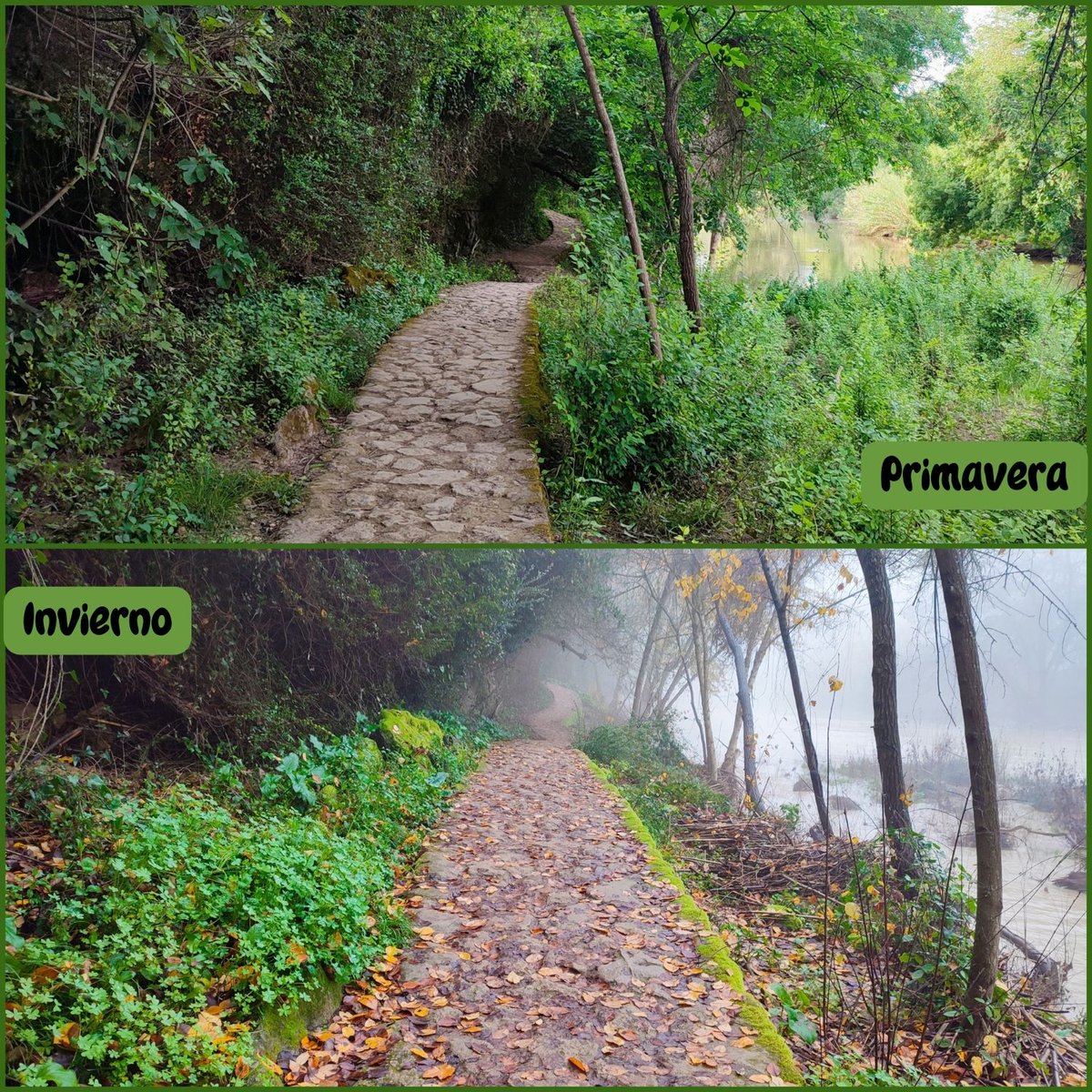 turismoguadaira's tweet photo. ☘️🍂 Los contrastes de la Ribera del Guadaíra se muestran con cada estación 💐🍁

🪻🌺 La primavera resalta los aromas y un entorno multicolor donde destaca el verde 🍃🌳

💚 Un lugar idílico para disfrutar de la naturaleza 🍀

#RiberaDelGuadaíra #RutaDeLosMolinos https://t.co/CgalCBpsuZ