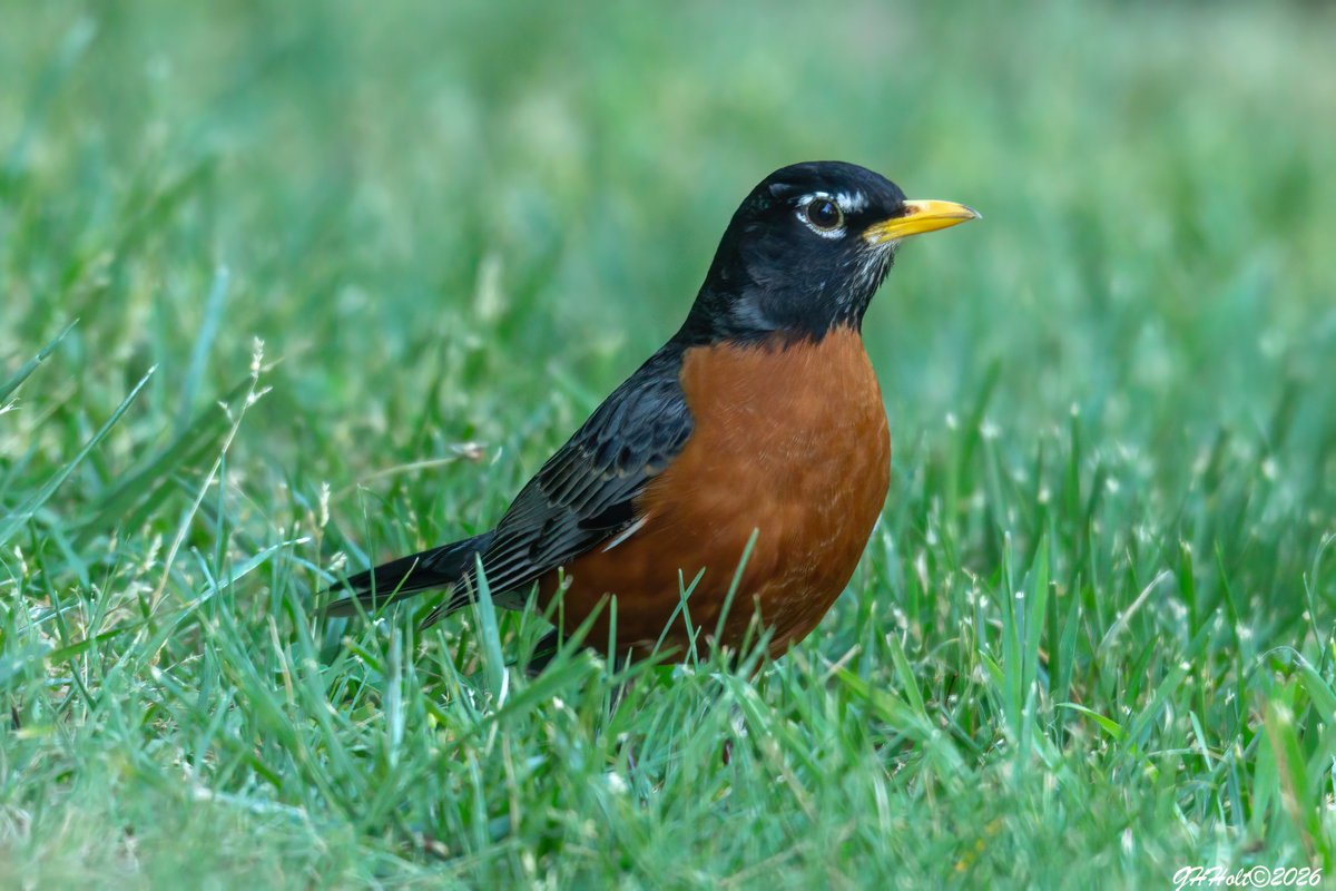 ghholt's tweet image. An American Robin on the back lawn in the late afternoon sunlight.
#americanrobin 
#TwitterNatureCommunity