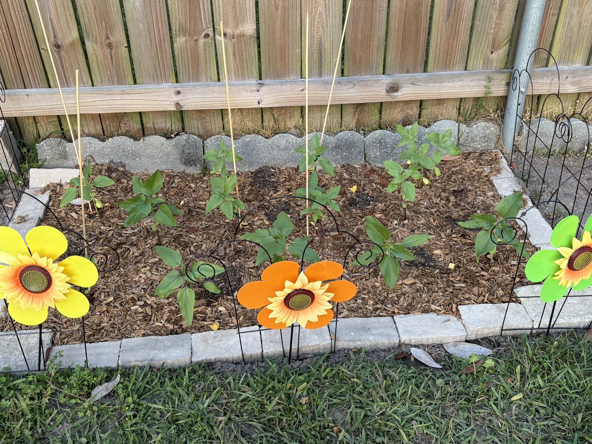 missyncj's tweet photo. My Sunflower garden. April 9-yesterday!!!😍🌻🪏🪴🌻😍 https://t.co/6X11puGOt7