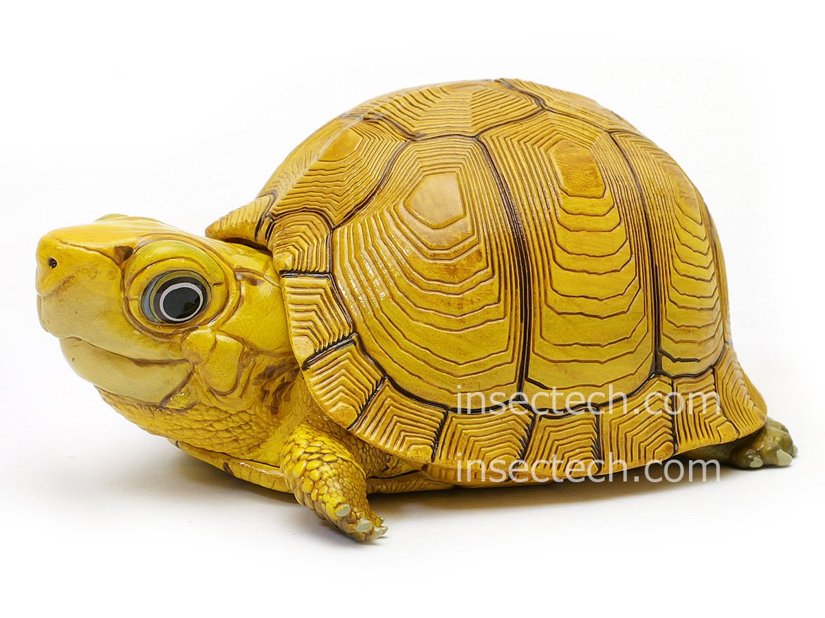 insectech 昆虫採集と標本用品の専門店 よねざわ昆虫館 虫フェスⅥ 7/5（日） tweet media