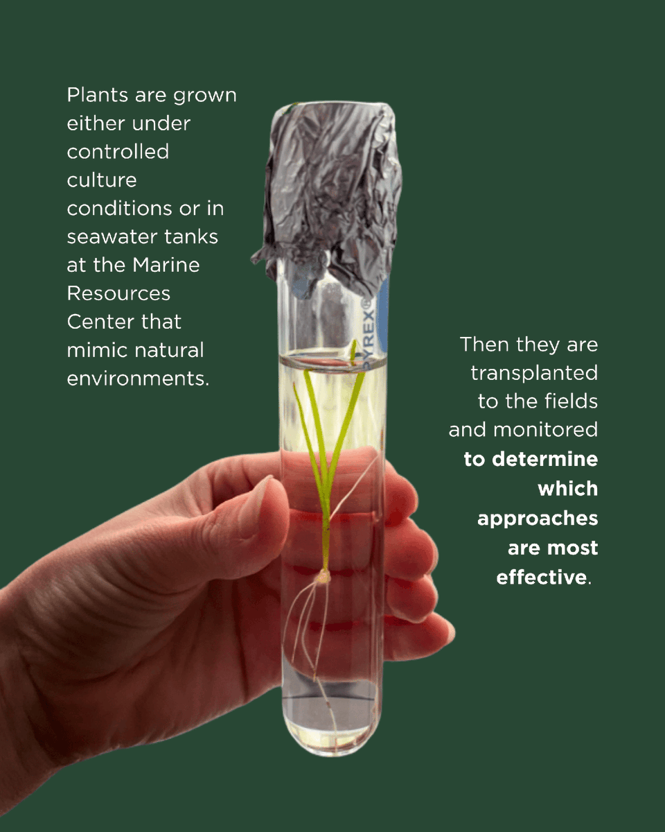 Marine Biological Laboratory (MBL) tweet media
