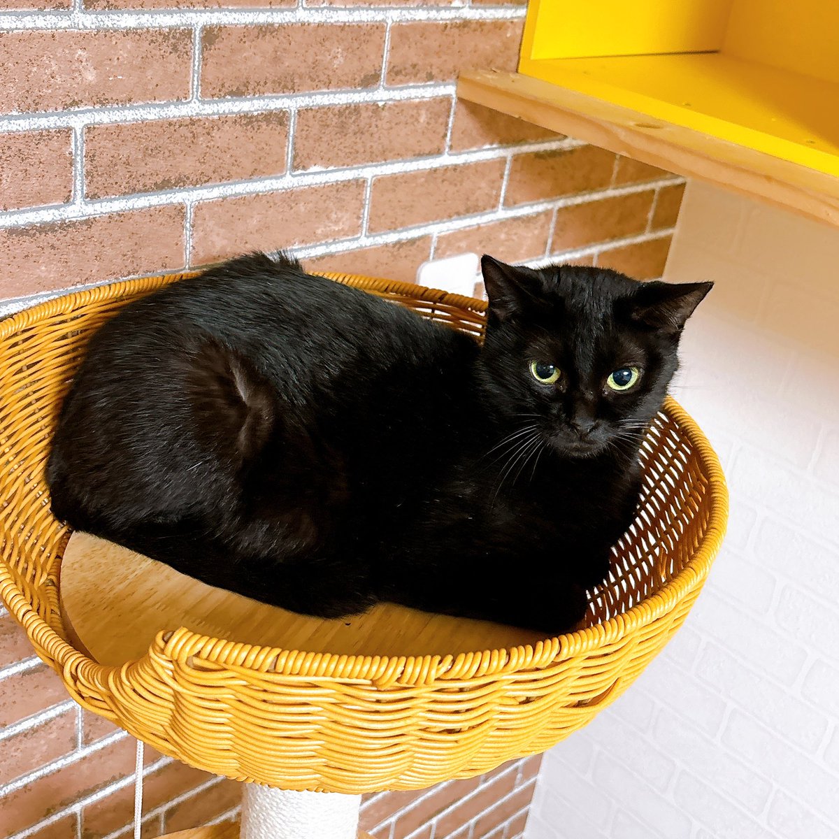 Sally22816's tweet photo. かわいすぎる。
警戒しすぎo̴̶̷᷄  ̫ o̴̶̷̥᷅

#猫 https://t.co/NIIRsiFGjz