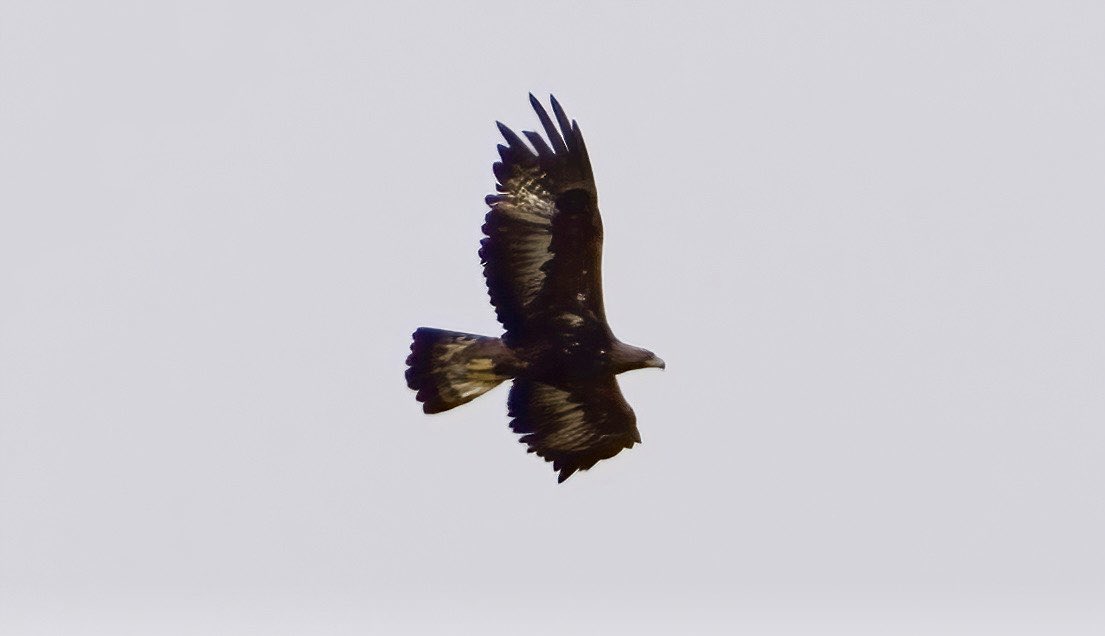 RLPageJones's tweet photo. Travelling through La Serena in Extremadura. A wonderful place for steppe birds.  Montagu’s Harrier, Collared Pratincole a fly past of Black-bellied Sandgrouse and a Golden Eagle. https://t.co/QdOQXaUe4q